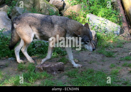 Eurasian le loup (Canis lupus) en marche Banque D'Images