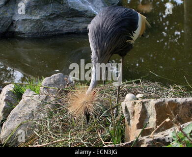 Grue couronnée grise (Balearica regulorum) avec deux œufs sur le nid Banque D'Images