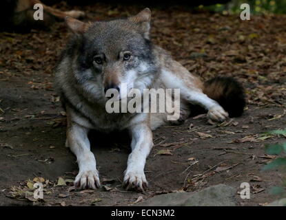 Eurasian le loup (Canis lupus), close-up alors qu'elle repose, face à l'appareil photo Banque D'Images
