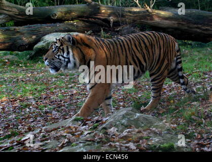 Tigre de Sumatra (Panthera tigris sumatrae) sur le prowl Banque D'Images