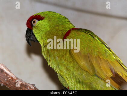 Mexican Thick-billed parrot (Rhynchopsitta pachyrhyncha), et principalement dans les montagnes de la Sierra Madre occidentale Banque D'Images