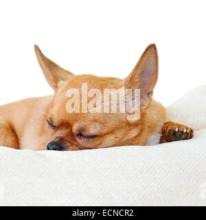 Rouge couchage chien chihuahua isolé sur fond blanc. Libre. Banque D'Images