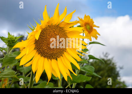 Dans le champ de tournesol jaune contre fond de ciel bleu Banque D'Images