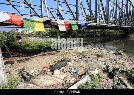 Image d'ordures dans la rivière Bishnumati, quartier de Thamel, Katmandou, Népal, Asie ville. Banque D'Images