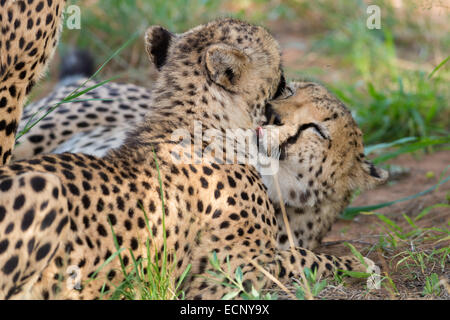 Guépards Banque D'Images