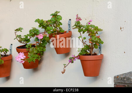 Les pots de fleurs accroché sur un mur de jardin Banque D'Images