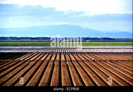 Vue symétrique de rangées de légumes et plants nouvellement prévu dans le Silinas Valley près de Watsonville California Banque D'Images