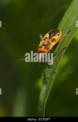 Corizus hyoscyami est une espèce de plante inodore bug appartenant à la famille Rhopalidae, sous-famille des Rhopalinae. Banque D'Images