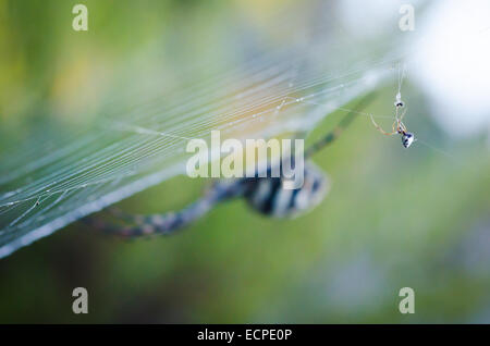 Petite araignée araignée géante avec en arrière-plan (Argiope lobata) Banque D'Images