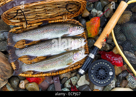 Vue de dessus de la truite sauvage indigène, à l'intérieur de la pêche creel, avec fly reel, pôle et la fin de l'automne laisse sur les pierres du lit. Banque D'Images