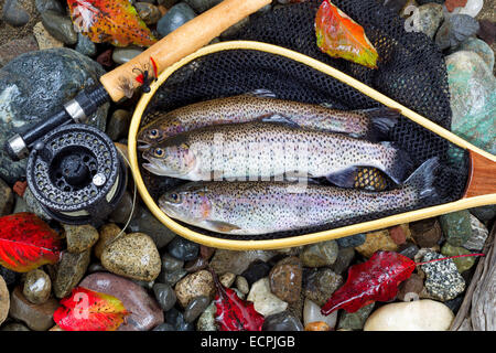 Vue de dessus de la truite sauvage indigène, à l'intérieur du filet de l'atterrissage, avec la pêche fly reel, pôle et la fin de l'automne laisse sur les pierres du lit. Banque D'Images