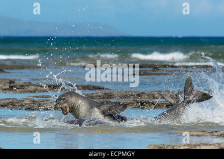 Les phoques moines d'Hawaï, deux mâles combats dans Iliopi tidepool off'i Beach, péninsule de Kalaupapa, Molokai Island, Hawaii, USA Banque D'Images