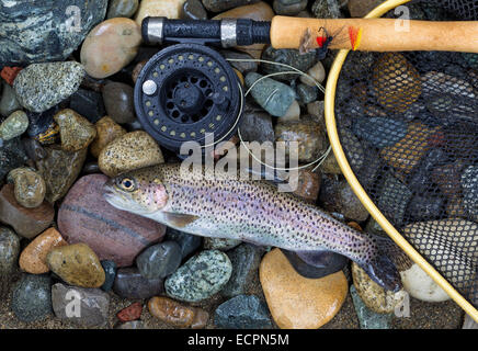 Vue de dessus d'un seul côté de truites sauvages indigènes bobine de pêche, filet de l'atterrissage et d'un poteau sur lit de rivière humide des pierres Banque D'Images