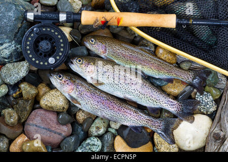 Vue de dessus de la truite sauvage avec trois mouches de pêche, l'atterrissage du rabatteur et net assorted vole sur lit de rivière humide des pierres Banque D'Images