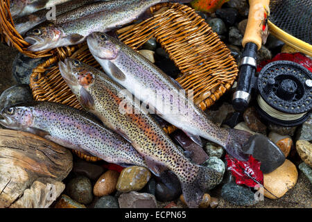 La truite sauvage s'échappant de la pêche creel, avec fly reel, pôle et la fin de l'automne laisse sur les pierres du lit. Banque D'Images