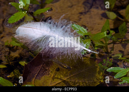 Une plume d'oiseau flotte sur le dessus d'une partie peu profonde de Griffy Lake, près de Bloomington, Indiana, USA. Banque D'Images