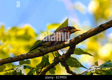 Un merle d'Amérique (Turdus migratorius), perché sur un membre de l'arbre au printemps. Banque D'Images