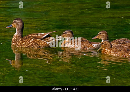 Une mère et son bébé canard canards dans un étang à proximité de Bloomington, Indiana, USA. Banque D'Images