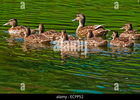 Une mère et son bébé canard canards dans un étang à proximité de Bloomington, Indiana, USA. Banque D'Images