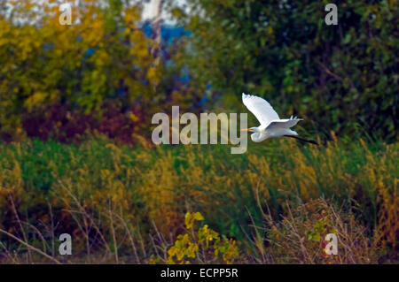 Une grande aigrette vole dans un marais près du lac Monroe, dans l'Indiana, USA Banque D'Images