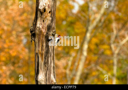 Un pic à tête rouge dans un arbre, dans un bois de marécages. Banque D'Images