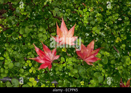 Feuilles d'érable japonais sur un tapis de trèfles, Novato, Californie, USA Banque D'Images