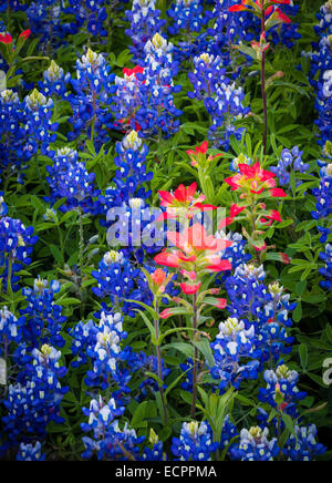 Bluebonnets à Ennis, au Texas. Lupinus texensis, le Texas bluebonnet, est une espèce de lupin endémique au Texas Banque D'Images