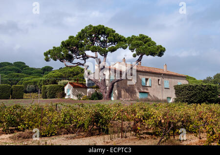 SAINT st Tropez France récolte du vin Vintage raisin de l'Agriculture Vignoble Côtes de Provence Banque D'Images