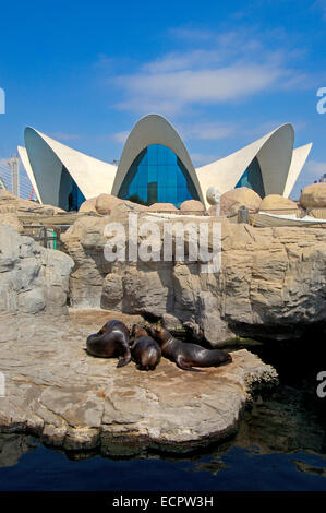 L'Oceanogràfic aquarium, Cité des Arts et des Sciences par S. Calatrava, Valence, Valence, Espagne, Europe Banque D'Images