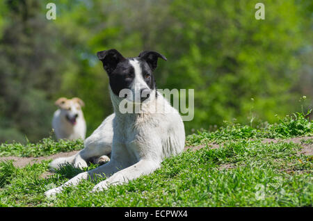 Portrait d'adorable chien assis sous le soleil de printemps Banque D'Images