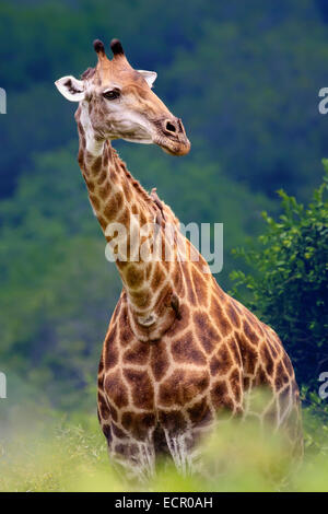 Girafe (Giraffa camelopardalis) portrait libre - Parc National Kruger (Afrique du Sud) Banque D'Images