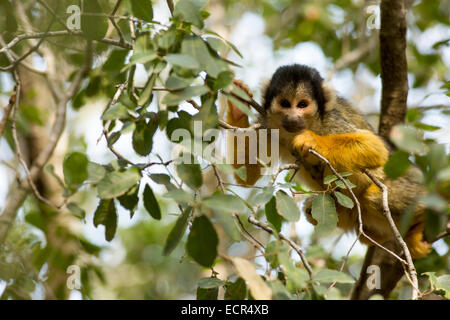 Singe écureuil (Saimiri sciureus) dans un arbre. Ce singe est originaire d'Amérique centrale et du Sud. Il s'agit exclusivement d'arb Banque D'Images