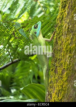 Lézard à crête verte à Singapour, Bronchocela cristatella, photo : juin 2014. Banque D'Images