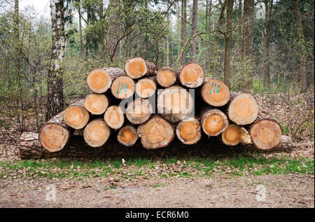 Lot de grumes à sciages fraîchement dans une forêt aux Pays-Bas Banque D'Images