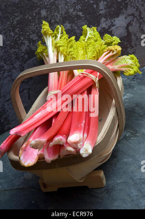 Rhubarbe fraîche lié en bottes et dans un panier trug. Tarte aux légumes Aliments rouge souvent utilisé dans les charlottes etc.une croix au Royaume-Uni Banque D'Images