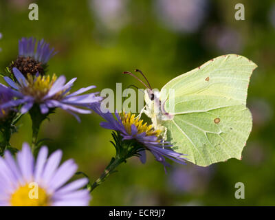 Le papillon brimstone gonepteryx rhamni (alimentation) à partir d'une fleur Banque D'Images