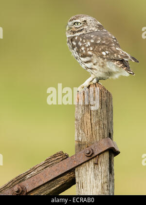 Chouette chevêche (Athene noctua) perchée sur une porte de Banque D'Images