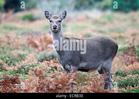 Hind Sika en automne. Dorset, UK Novembre 2011 Banque D'Images