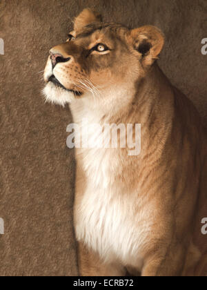 Portrait d'une belle lionne d'Afrique Banque D'Images