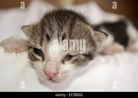 Adorable chaton nouveau-né sur le lit de pose Banque D'Images