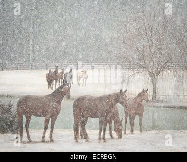 Troupeau de juments dans la tempête de neige Banque D'Images