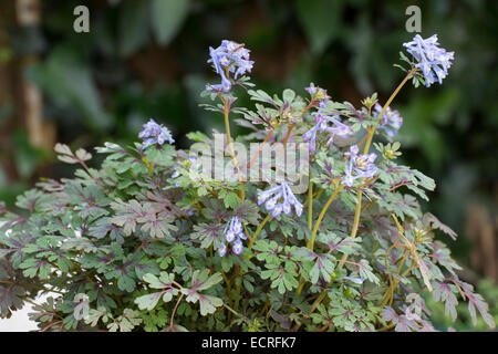 Fleurs bleues et feuillage attrayant de l'ferny woodlander, Corydalis flexuosa 'Purple Leaf' Banque D'Images