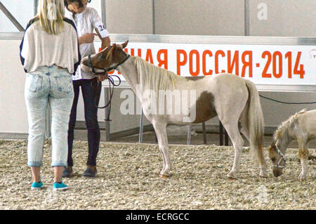 Débarrasser Hall International Horse Show exposition pendant le mois d'août Banque D'Images