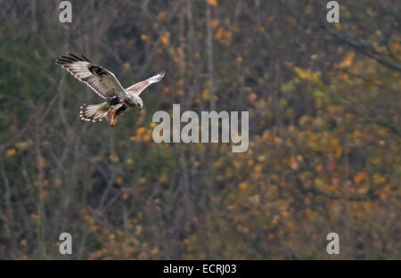 Les Buzzard-Buteo lagopus plane. Uk Banque D'Images