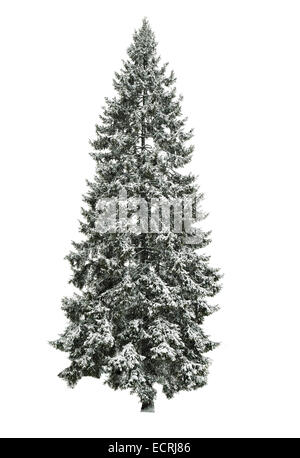 Un grand sapin recouvert de neige isolated over white Banque D'Images