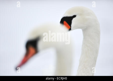 Portrait d'un couple de cygnes Banque D'Images