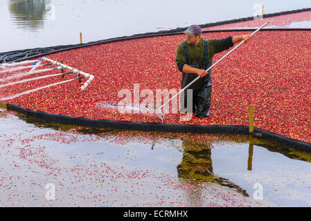 La récolte de la canneberge, Keefer fermes, Richmond, British Columbia, Canada Banque D'Images