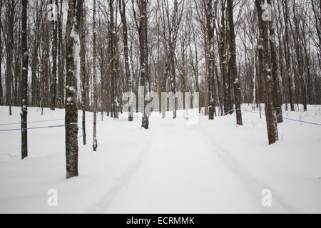 Sirop d'érable ferme au Québec Banque D'Images