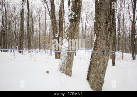 Sirop d'érable ferme au Québec Banque D'Images