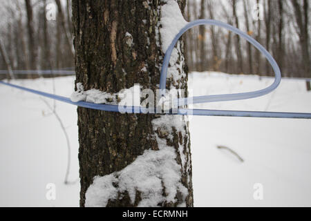 Sirop d'érable ferme au Québec Banque D'Images